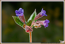Pulmonaire